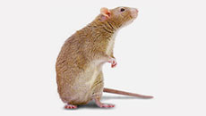 PEST CONTROL CAMBODIA