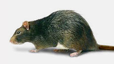 PEST CONTROL CAMBODIA