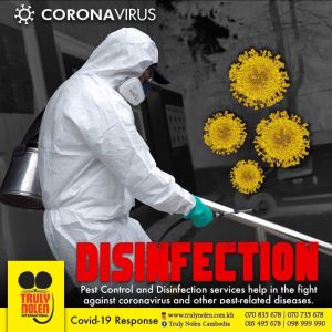 Cats should be kept inside if owners show coronavirus symptoms