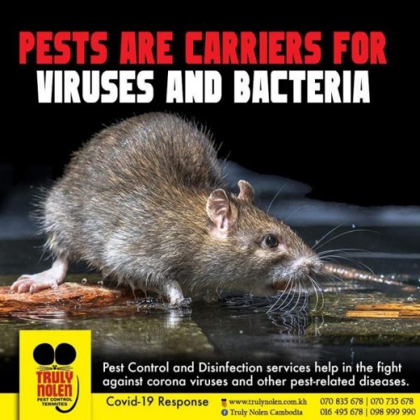 Rat Is A Carrier For Viruses and Bacteria